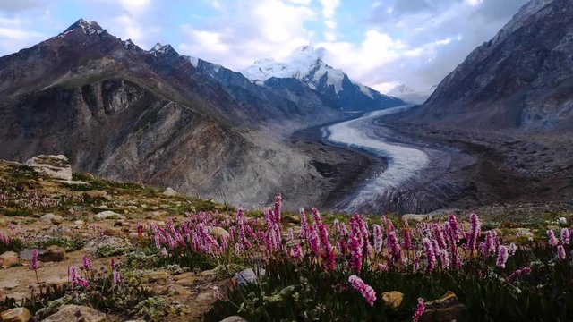Beautiful landscpe of Drang-Drung Glacier with flowers, Mountain glacier on zanskar road at Himalaya Range, Zanskar Range, Pensi La, Jammu and Kashmir, Ladakh India.