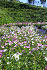 Cosmos field in sunlight