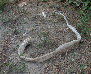 A Molted Snake Skin with Tan and Brown Scales forming a Pattern