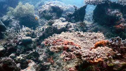 Coral Structures