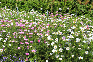 Cosmos field in sunlight