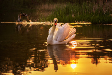 Mute Swan at sunset