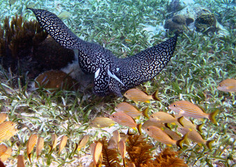 Spotted Eagle Ray Swimming