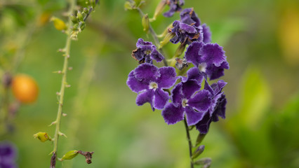 Bouquet of purple flowers in the garden