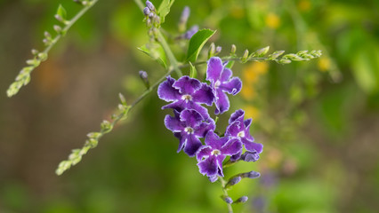 Beautiful purple flower in the garden