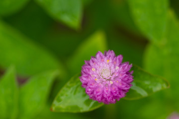 Purple flowers wet rain in the garden