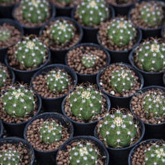 Group of cactus