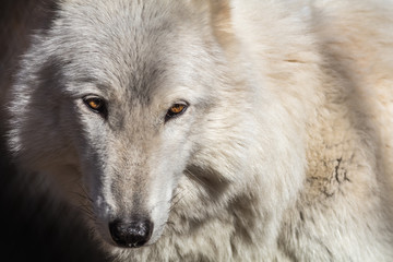 Obraz premium White Arctic wolf (Canis lupus arctosportrait) has beautiful golden eyes