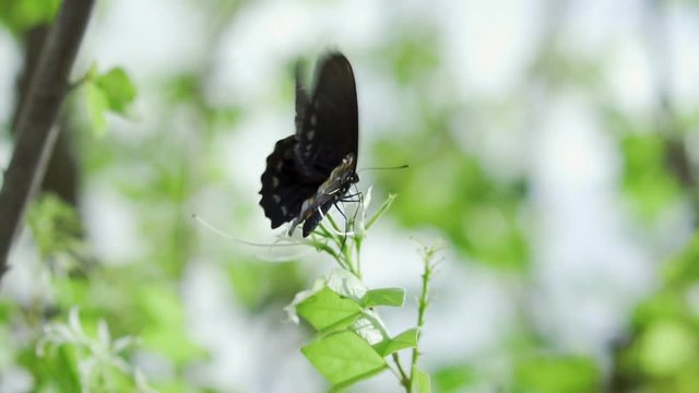 Butterfly Pipevine Swallowtail Flying Away Slow Motion