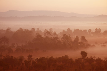 Beautiful landscape tropical forest during winter time at Thung Saleang Luang in Phetchabun, Thailand.