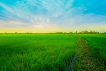 Rice Paddy, Rice - Cereal Plant, Field, Sunrise - Dawn, Sunset