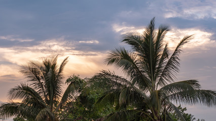 Fototapeta na wymiar The evening sky and coconut trees are the scene