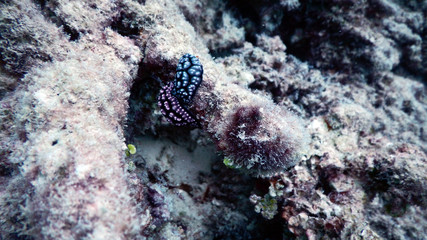 Two Underwater Slugs Together