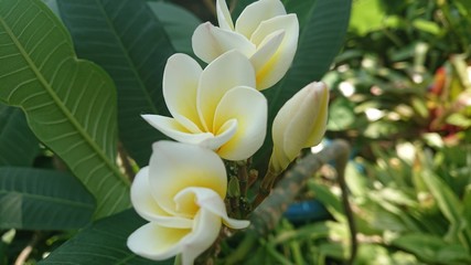 Plumeria　プルメリア