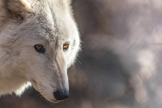 White Arctic wolf (Canis lupus arctosportrait) has beautiful golden eyes