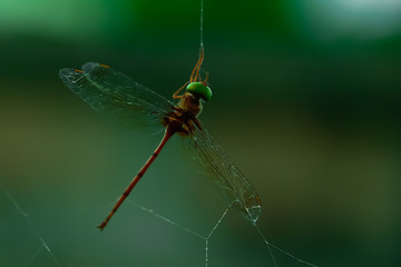 Dragonrfly on a spider web