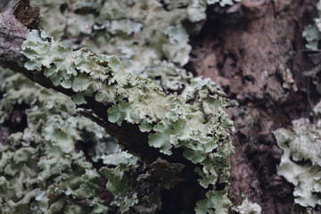 Pine tree moss