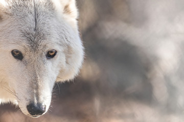 White Arctic wolf (Canis lupus arctosportrait) has beautiful golden eyes