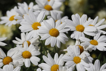 Fototapeta premium Daisy blossoming in sunlight 