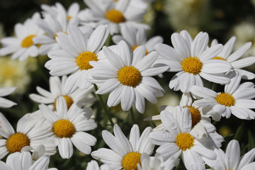 Obraz premium Daisy blossoming in sunlight 