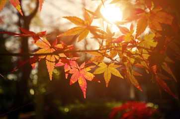 Maple Tree Garden in Autumn. Red Maple leaves in Autumn.