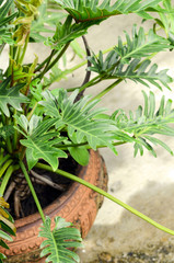 Monstera deliciosa growing in the garden as pot plants.
