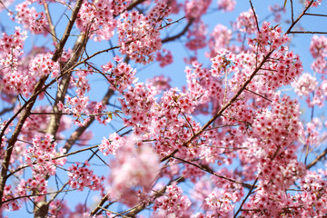 Wild Himalayan Cherry Blossoms in spring season (Prunus cerasoides), Sakura in Thailand, selective focus, Phu Lom Lo, Loei, Thailand.