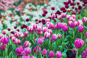 Tulip field