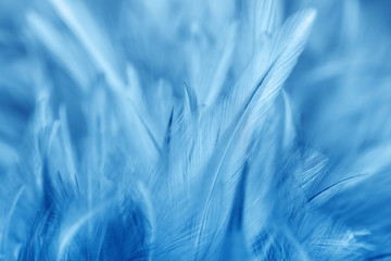 Obraz premium Blue chicken feathers in soft and blur style for background
