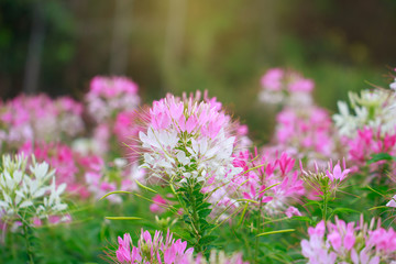 Beautiful Cleome spinosa or Spider flower in the garden