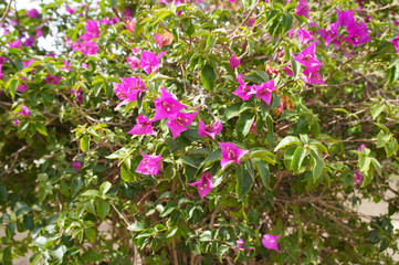 Bougainvillea sanderiana purple plant