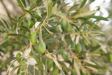 Green olive branch