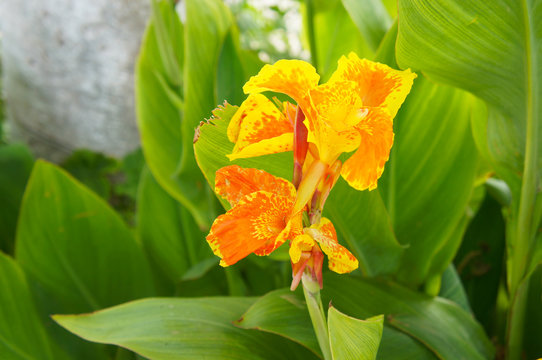 Orange yellow kana flowers or canna lily 