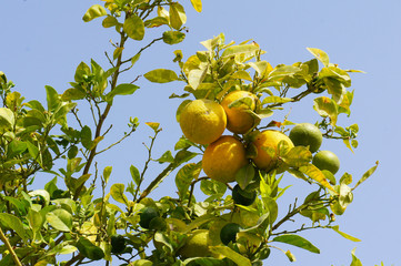 Branches with lemon fruits