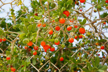 Lycium barbarum plant with orange berries