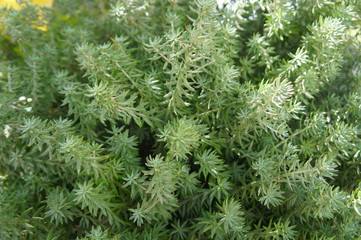 Thuja occidentalis teddy green plant