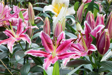 Lilly flower in the garden.