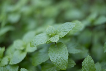 Peppermint (Melissa officinalis)
