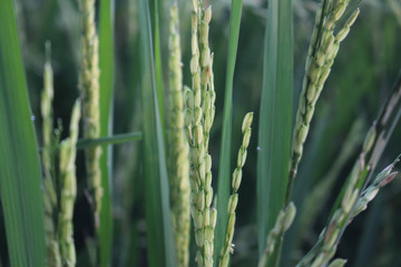Green young rice