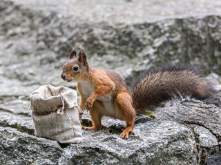funny red squirrel with bushy tail standing on big stone near bag with nuts. closeup view