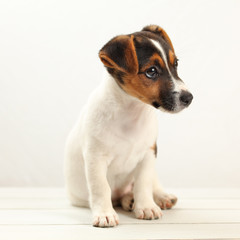 Jack Russell terrier 2 months old puppy on white boards and background. Studio shot.