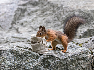little red squirrel searches for food in sackcloth bag. park squirrel closeup view