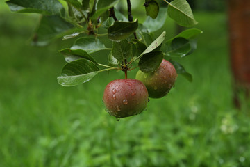 Apples with rain drops. Ripening apple fruits on branches in garden  after rain.