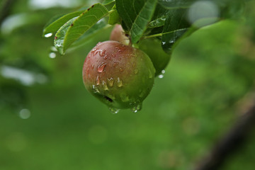 Apple with rain drops. Ripening apple fruits on branches in garden  after rain.