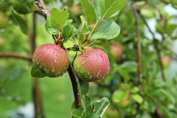 Apples with rain drops. Ripening apple fruits on branches in garden  after rain.