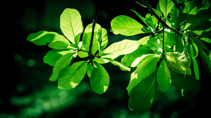 Light shadows on the branches and leaves