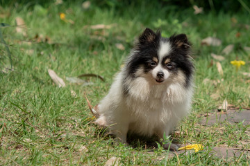 Dog pomeranian looking at camera
