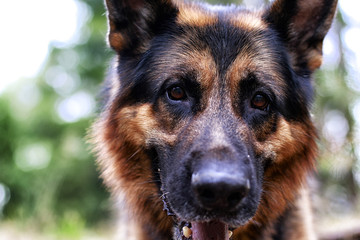 Muzzle of a Dog German Shepherd. Attention on the eyes