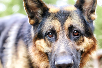Muzzle of a Dog German Shepherd. Attention on the eyes