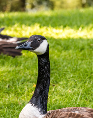 Obraz premium Canadian goose